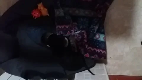 My dog ​​bites the shoe Stock Footage 150894541