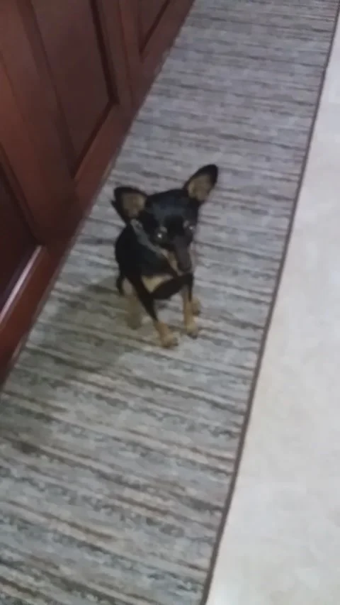 My dog ​​on the carpet Stock Footage 150888469
