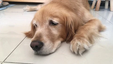 My Dog Vídeos de archivo 143254438