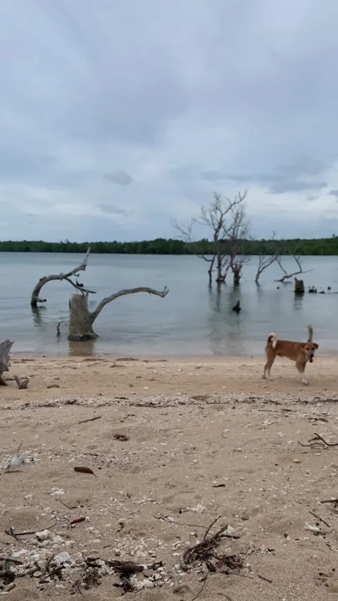 My Dog Stock Footage 227128600