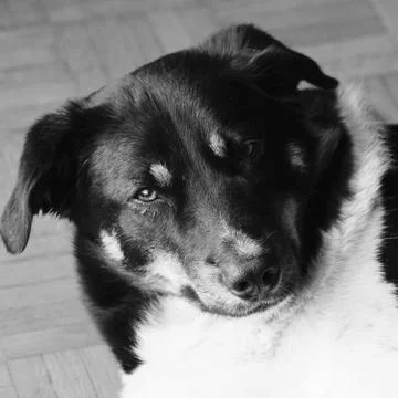 My dog Stock-Fotos
