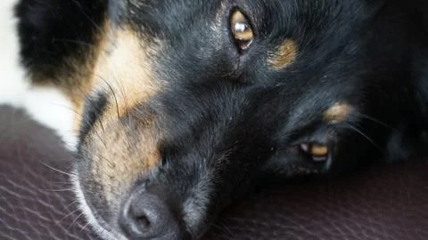 My dog Foto stock