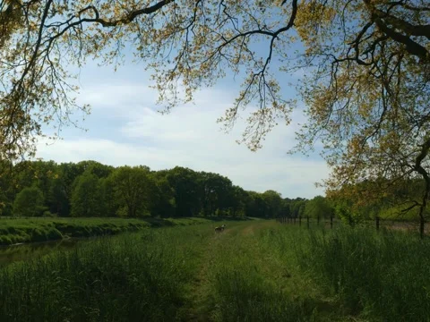 My dog running away during summer Stock Footage 342340128
