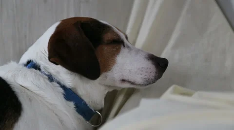 My dog spot 動画素材 33845960