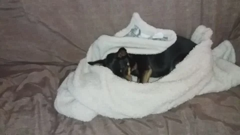 My dog take rest Stock Footage 150889740
