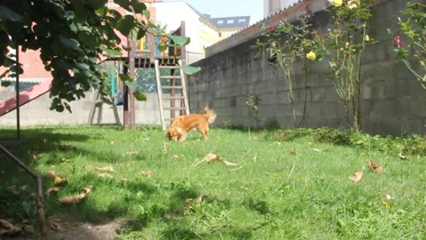 My dog walking in the backyard Stock Footage 219237840