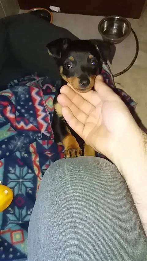 My dog ​​when he was a puppy Stock Footage 150887458