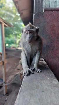 My favorite monkey is posing in front of the camera Stock Photos