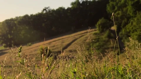 My field at sunset Video stock 201243397