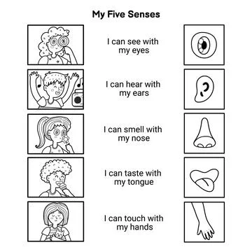 My five senses educational black and white poster for kids. Coloring page with Stock Illustration
