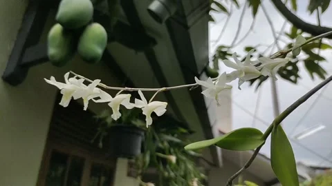 My forest orchid Stock Footage 221299274