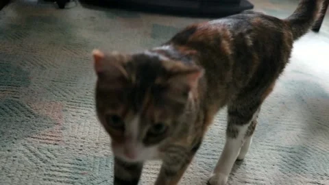 My Funny Cat Stock Footage 171145629