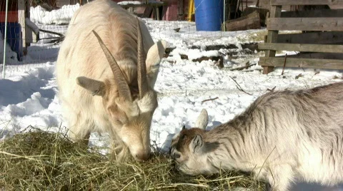 My hay Stock Footage 334089