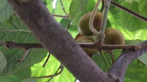 My kiwi trees seen from below Stock Footage 219237901