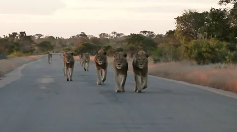 My lion encounter Stock Footage 35472678