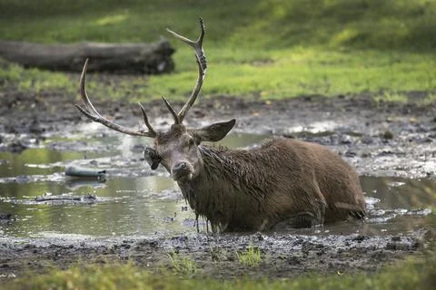 This is my mud bath Fotos Stock