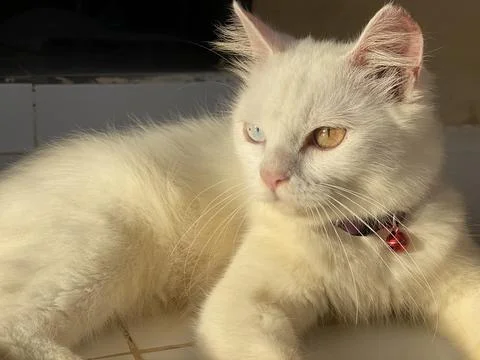 My name is Cimo Stock Photos