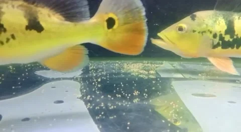 My name fish feacock bas Stock Footage 214190288