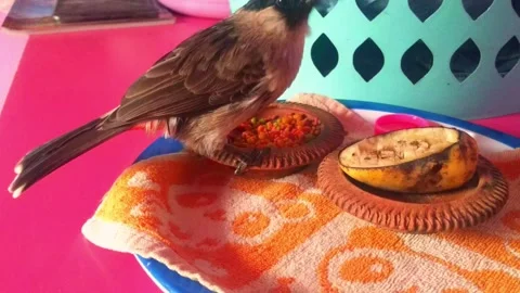 My parakeet is eating delicious bananas Stock Footage 253057553