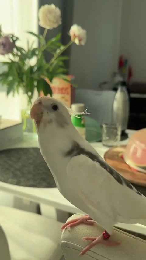 My Parrot Has One Message for Today: "Don't Worry, Be Happy!", Gdansk, Poland -  Stock-Footage 312754773
