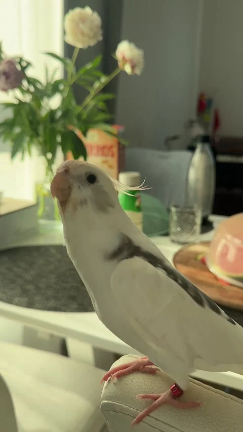 My Parrot Has One Message for Today: "Don't Worry, Be Happy!", Gdansk, Poland -  Stock-Footage 312755059