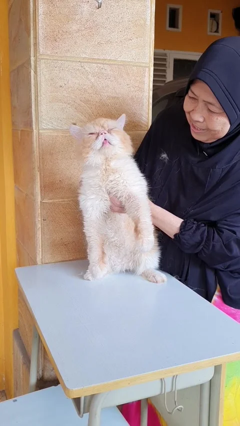 My Persian Cat Video stock 283958964