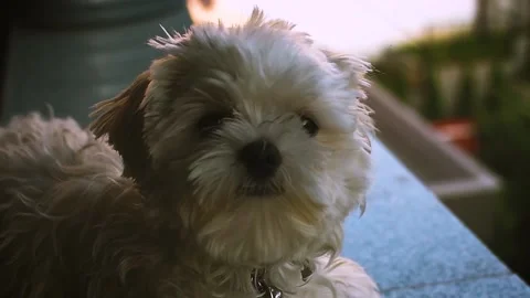 My Pet Video stock 131124143