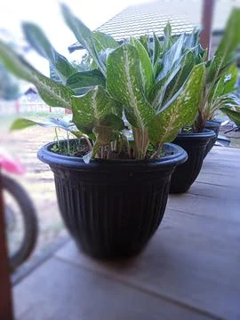 My plants 스톡 사진