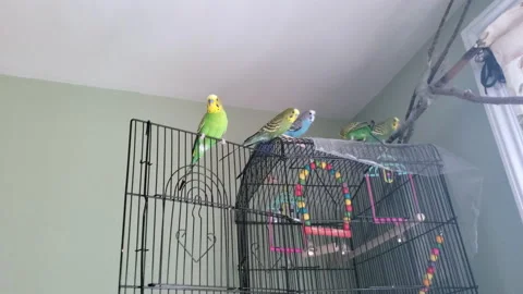 My precious free parakeets.4K Stock Footage 201640612