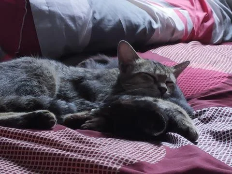 My Pushy Cat Stock Photos