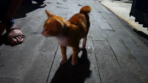MY RED TABBY KITTEN Stock Footage 228835608