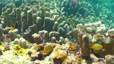 This is my reef Stock Footage 330674