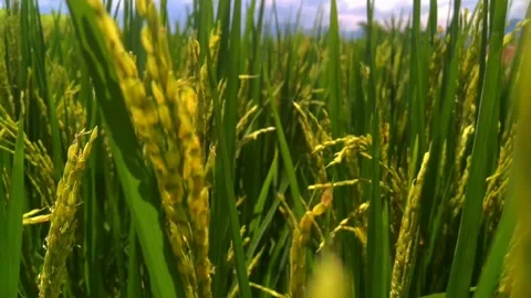 My rice field 2 Video stock 236795067