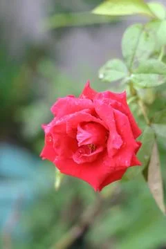 My rose Stock Photos