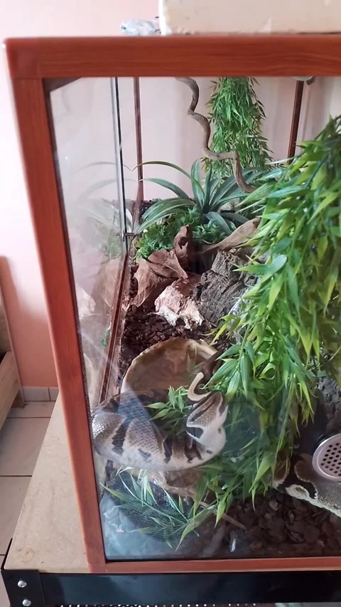 My son's snake in its terrarium Stockbeeldmateriaal 336380871