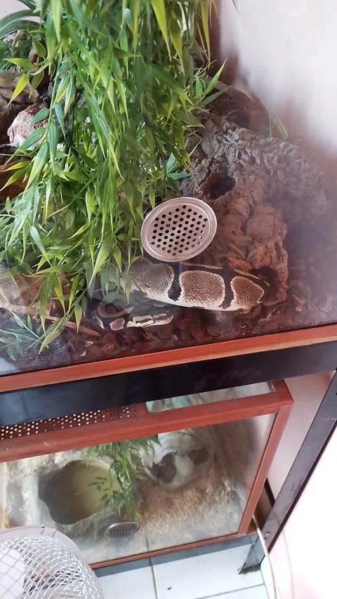 My son's snake in its terrarium Stockbeeldmateriaal 336380873