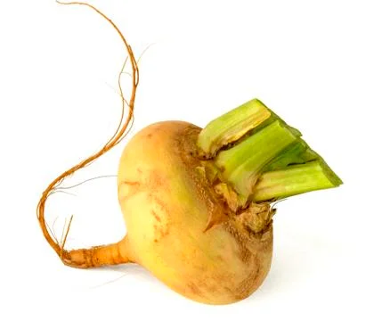 My template Stock Photos