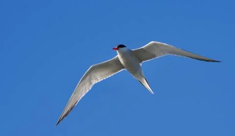 My Tern Stock Photos