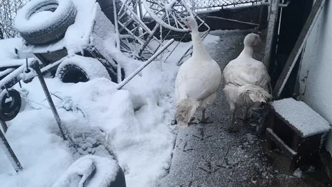 My turkeys in the snow Stock Footage 122284116