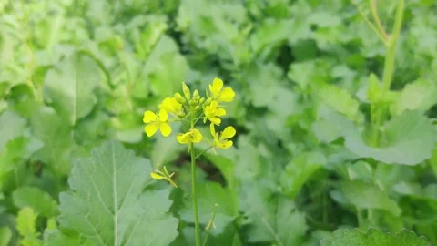 My Video(7) Stock Footage 265011883