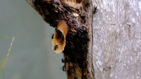 My VideoA colony of stingless bees or sometimes called stingless honey bees. Stock Footage 129511809