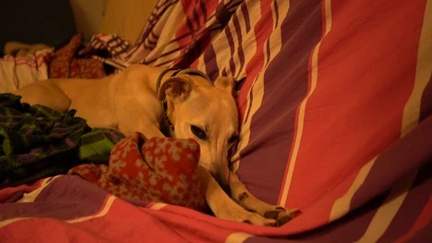 My whippet trying to sleep, 4K Stock Footage