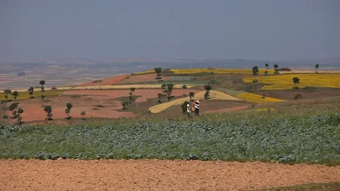Myanmar, family working in the fields Stock Footage 102640219