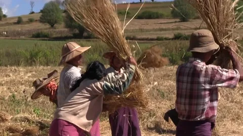 Myanmar - Farmers during threshing Vidéo 45653388