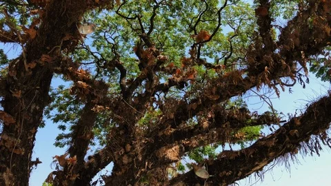 Myanmar tree spinning Stock Footage 101221444