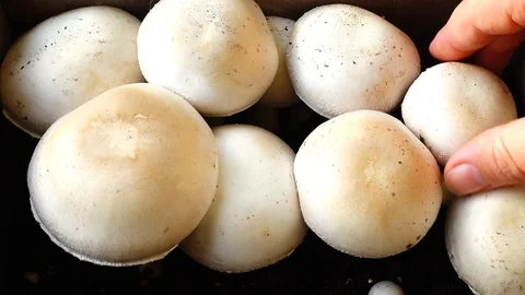 Mycelium of champignon. Stock Footage 100138664