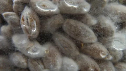 Mycelium grain spawn ECU Video stock 161684250
