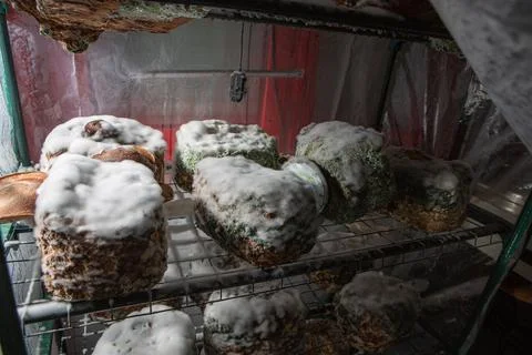 Mycelium growing on substrate blocks in controlled environment 库存照片