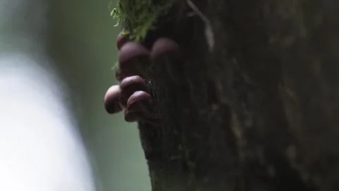 Mycena kurramulla Cluster on Tree Trunk - Pacific Northwest 4K Video stock 327052712