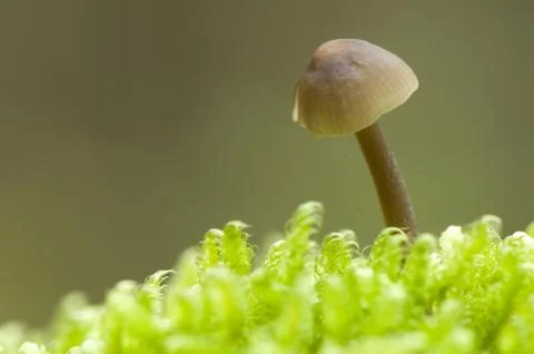 Mycena Stock Photos